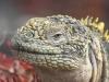 Land Iguana